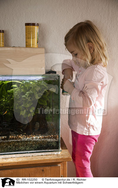 Mdchen vor einem Aquarium mit Schwerttrgern / girl in front of an Aquarium with Swordtails / RR-102250