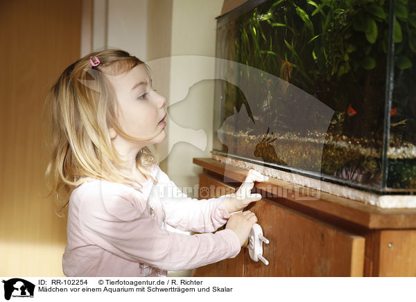 Mdchen vor einem Aquarium mit Schwerttrgern und Skalar / girl in front of an Aquarium with Swordtails and Angel Fish / RR-102254