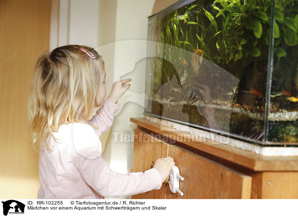 Mdchen vor einem Aquarium mit Schwerttrgern und Skalar / girl in front of an Aquarium with Swordtails and Angel Fish / RR-102255