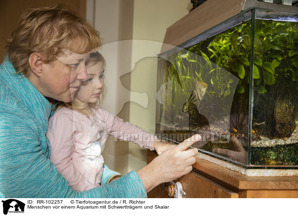 Menschen vor einem Aquarium mit Schwerttrgern und Skalar / humans in front of an Aquarium with Swordtails and angel fish / RR-102257