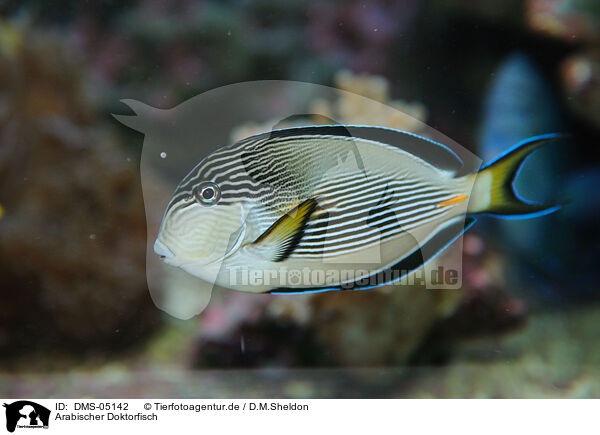 Arabischer Doktorfisch / surgeonfish / DMS-05142