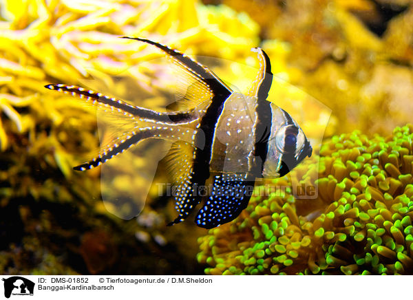 Banggai-Kardinalbarsch / Banggai cardinalfish / DMS-01852