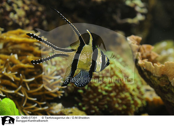 Banggai-Kardinalbarsch / DMS-07391