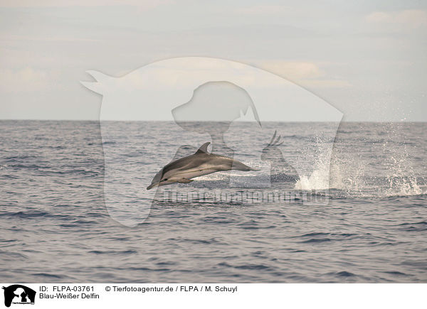 Blau-Weier Delfin / striped dolphin / FLPA-03761