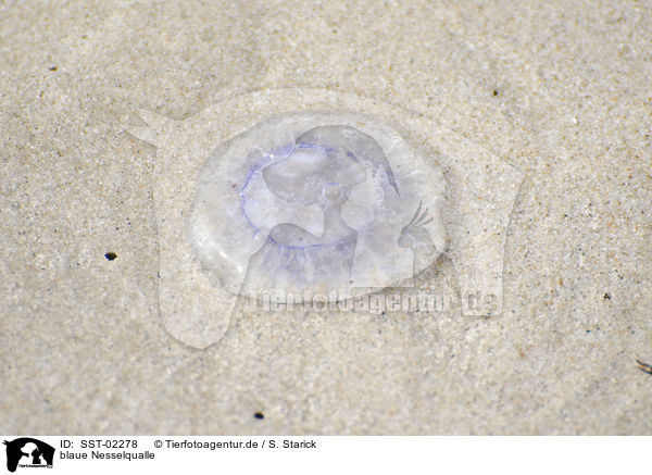blaue Nesselqualle / blue jellyfish / SST-02278