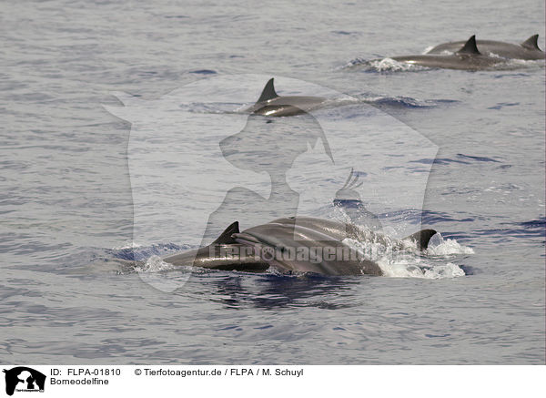 Borneodelfine / Fraser's dolphins / FLPA-01810