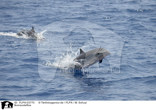 Borneodelfine / Fraser's dolphins / FLPA-03770