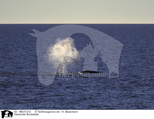 blasender Buckelwal / humpback whale / HB-01212