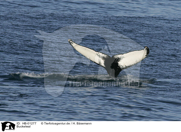 Buckelwal / humpback whale / HB-01277