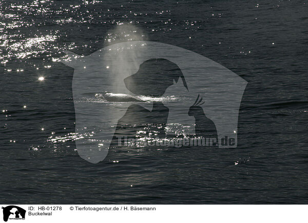 Buckelwal / humpback whale / HB-01278