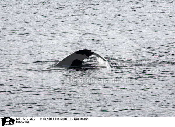 Buckelwal / humpback whale / HB-01279