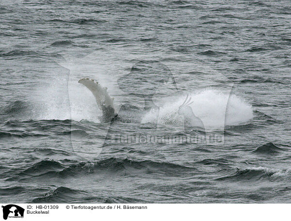 Buckelwal / humpback whale / HB-01309