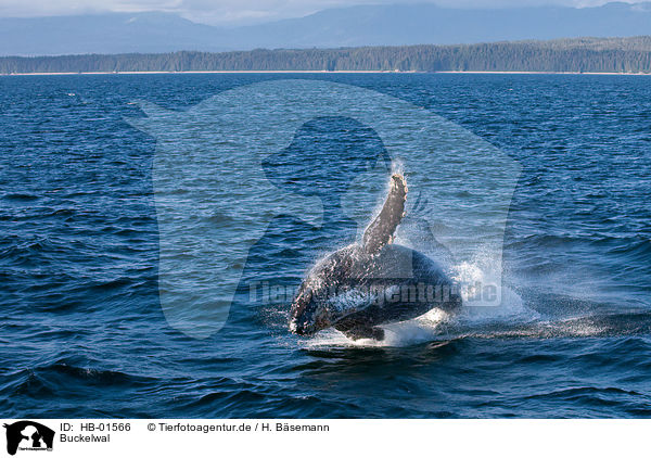 Buckelwal / humback whale / HB-01566