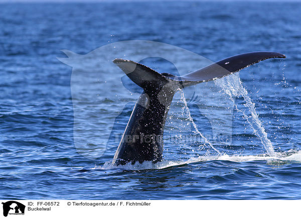 Buckelwal / humpback whale / FF-06572