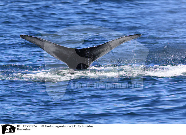 Buckelwal / humpback whale / FF-06574