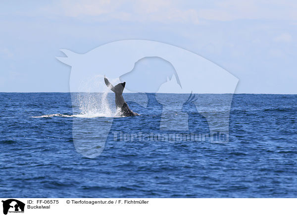 Buckelwal / humpback whale / FF-06575