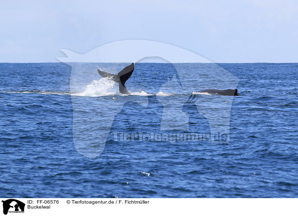 Buckelwal / humpback whale / FF-06576