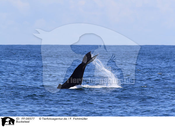 Buckelwal / humpback whale / FF-06577