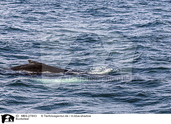 Buckelwal / humpback whale / MBS-27843