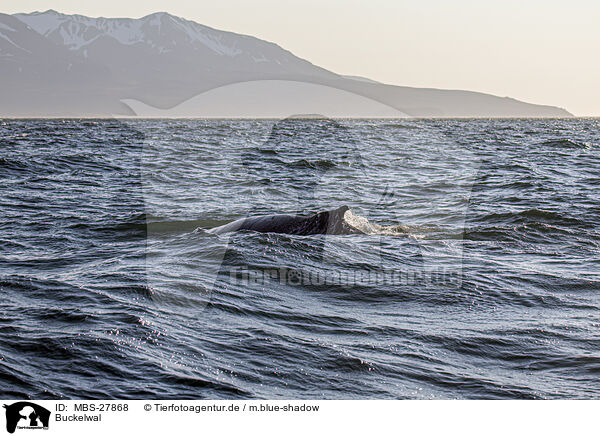 Buckelwal / humpback whale / MBS-27868