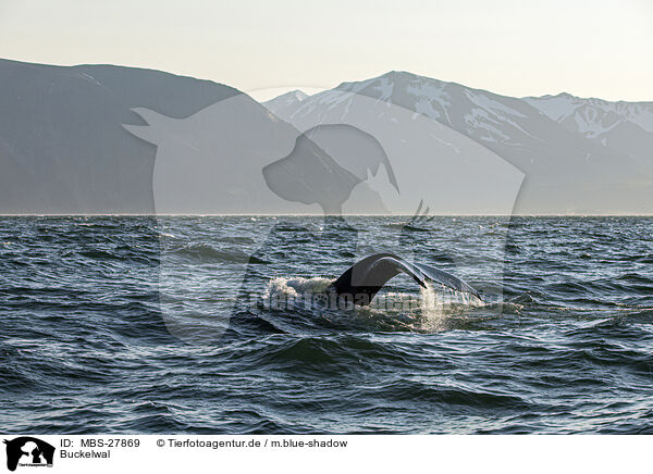 Buckelwal / humpback whale / MBS-27869
