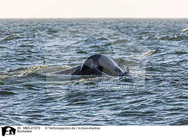 Buckelwal / humpback whale / MBS-27870