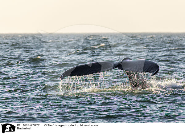 Buckelwal / humpback whale / MBS-27872
