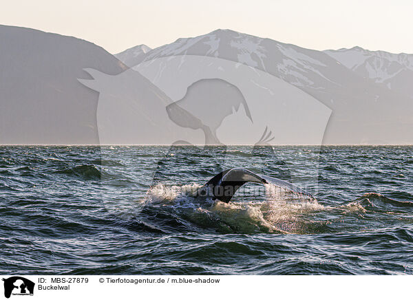 Buckelwal / humpback whale / MBS-27879