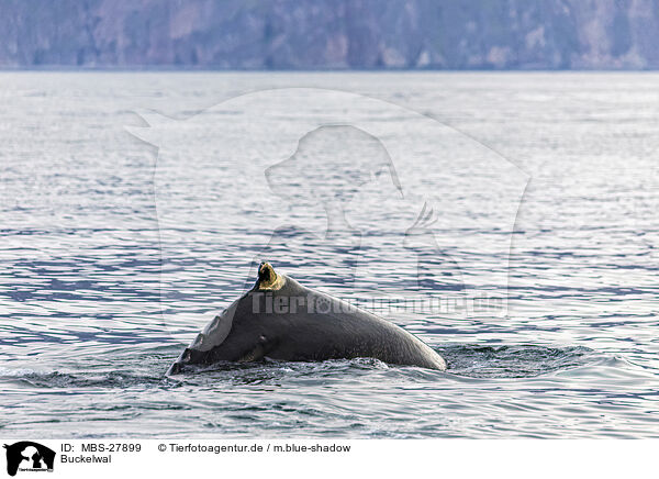 Buckelwal / humpback whale / MBS-27899