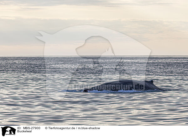 Buckelwal / humpback whale / MBS-27900