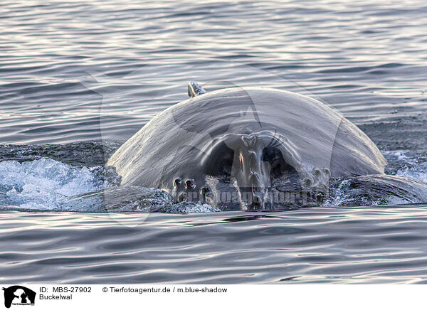 Buckelwal / humpback whale / MBS-27902