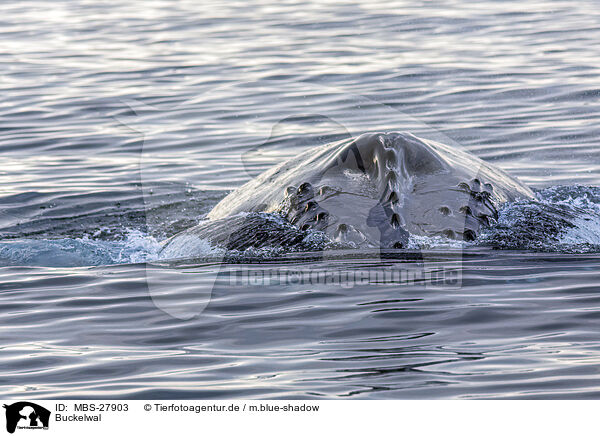 Buckelwal / humpback whale / MBS-27903