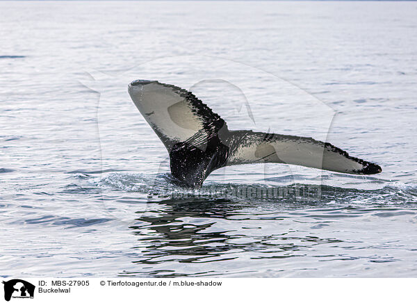 Buckelwal / humpback whale / MBS-27905