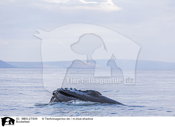 Buckelwal / humpback whale / MBS-27906