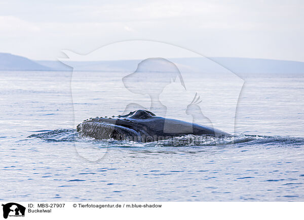 Buckelwal / humpback whale / MBS-27907