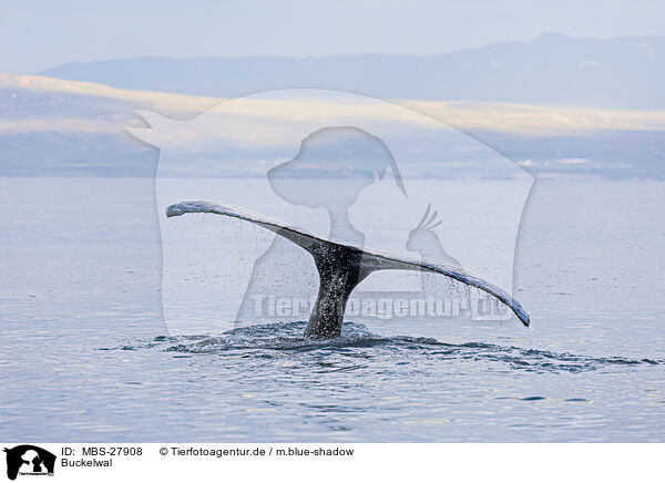 Buckelwal / humpback whale / MBS-27908