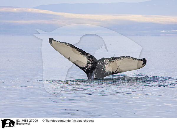 Buckelwal / humpback whale / MBS-27909