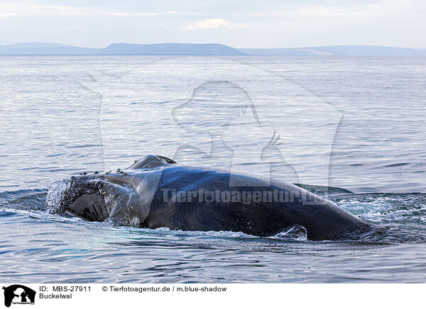 Buckelwal / humpback whale / MBS-27911