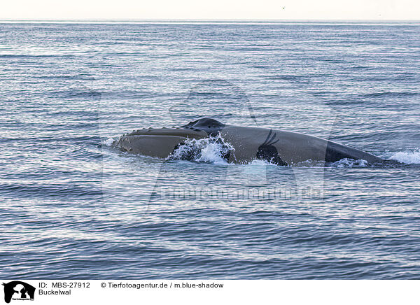 Buckelwal / humpback whale / MBS-27912