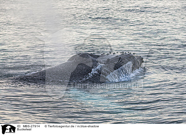 Buckelwal / humpback whale / MBS-27914