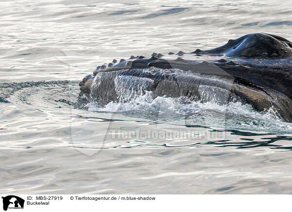 Buckelwal / humpback whale / MBS-27919
