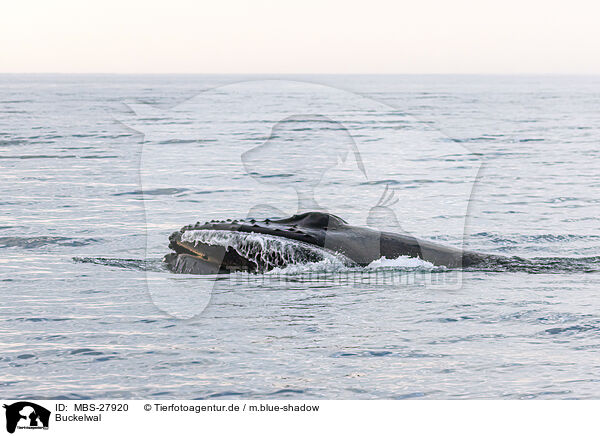 Buckelwal / humpback whale / MBS-27920