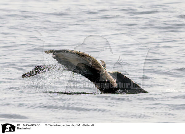 Buckelwal / humpback whale / MAW-02450