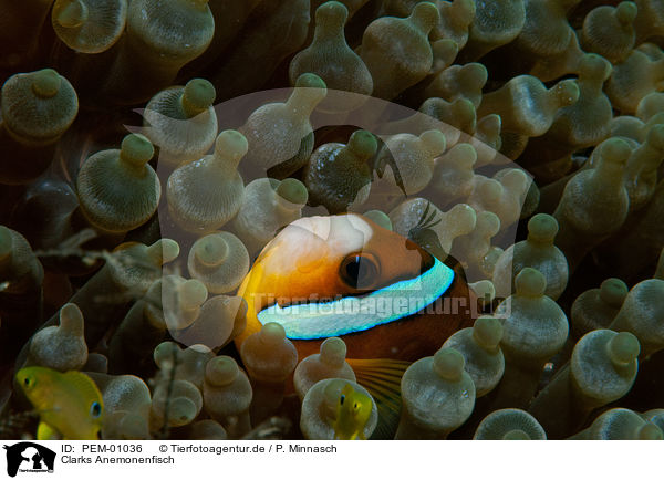 Clarks Anemonenfisch / Clarks anemonefish / PEM-01036