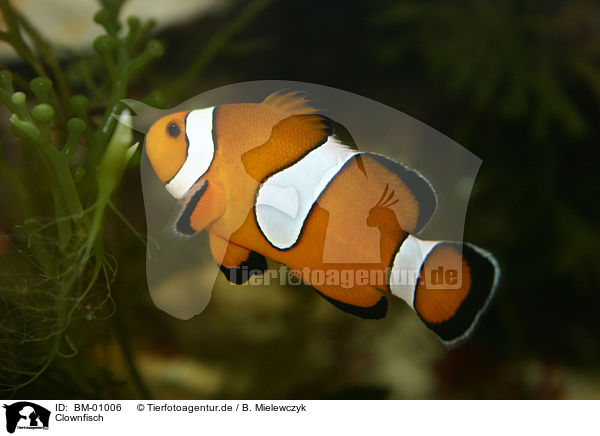 Clownfisch / anemone clown fish / BM-01006