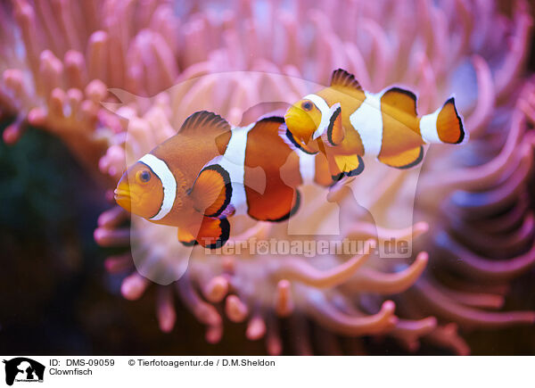 Clownfisch / Anemone Clown Fish / DMS-09059