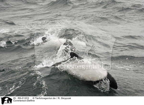 Commerson-Delfine / Commerson's dolphins / RS-01203