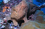 Commersons Anglerfisch
