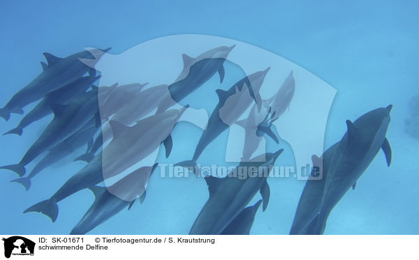 schwimmende Delfine / swimming Dolphins / SK-01671