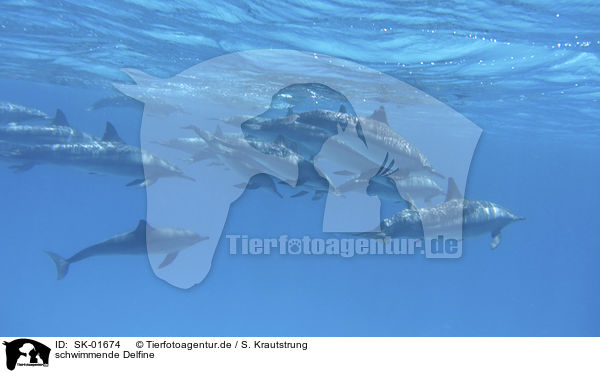 schwimmende Delfine / swimming Dolphins / SK-01674